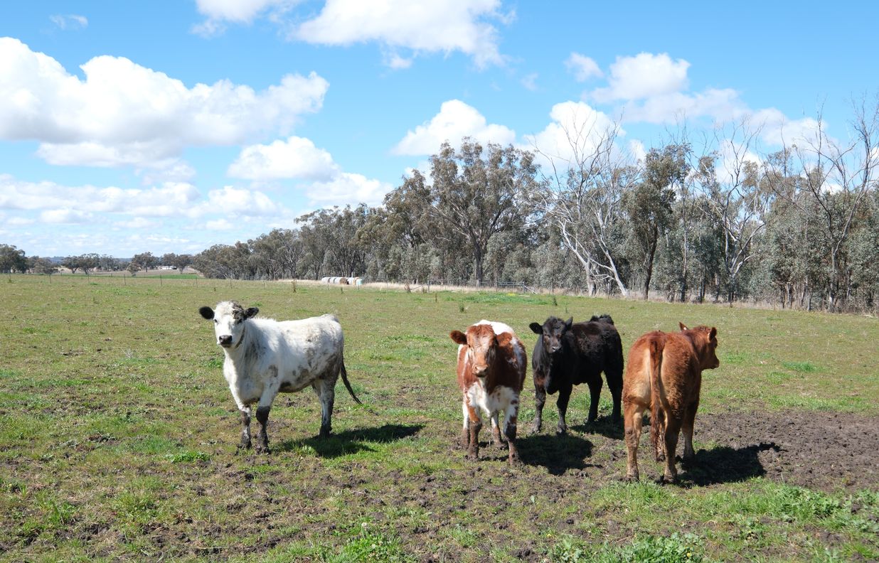 154 Delungra Bypass Road — photo 3 of 22