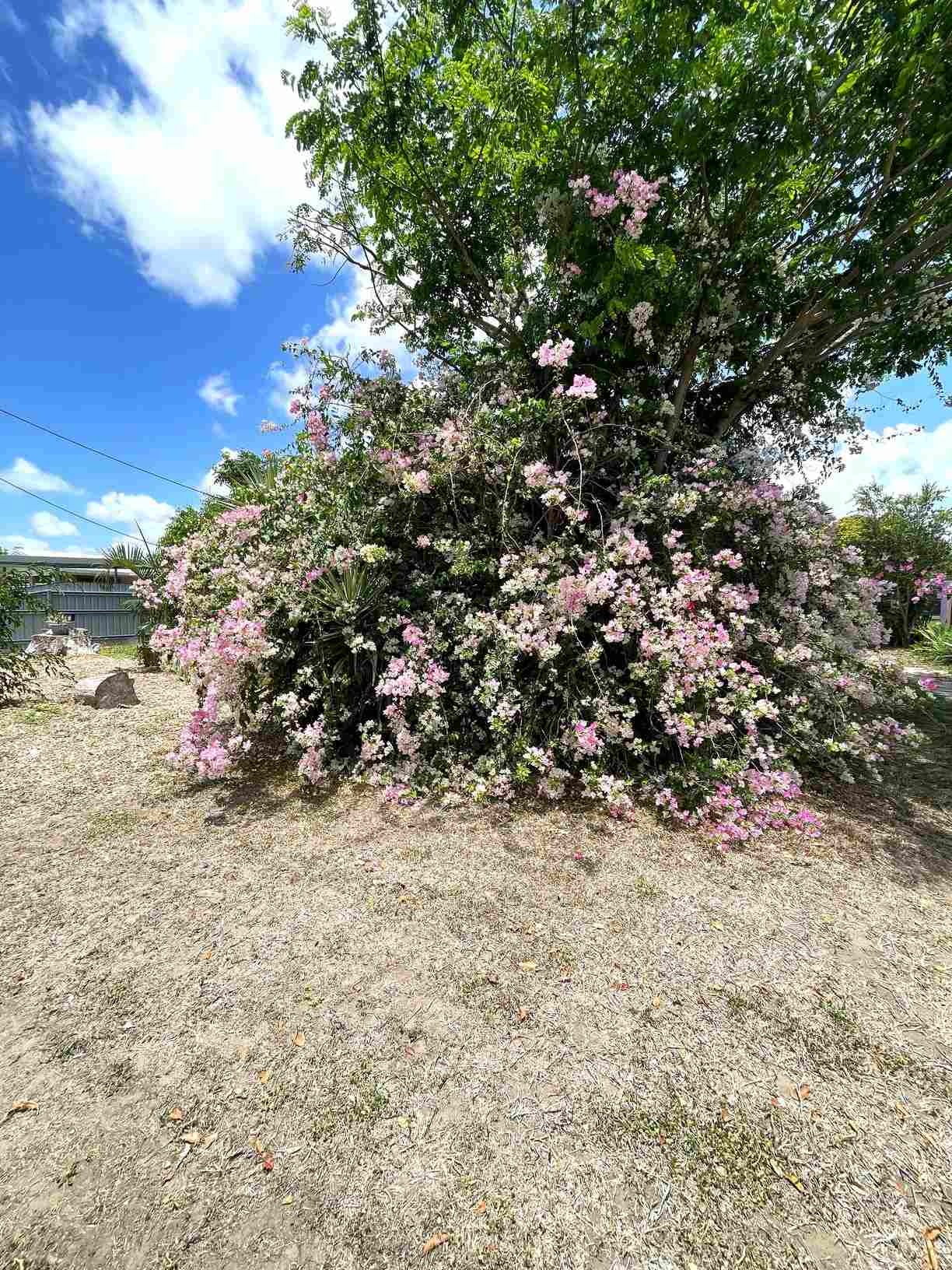 104 Thirteenth Avenue, Home Hill, QLD 4806