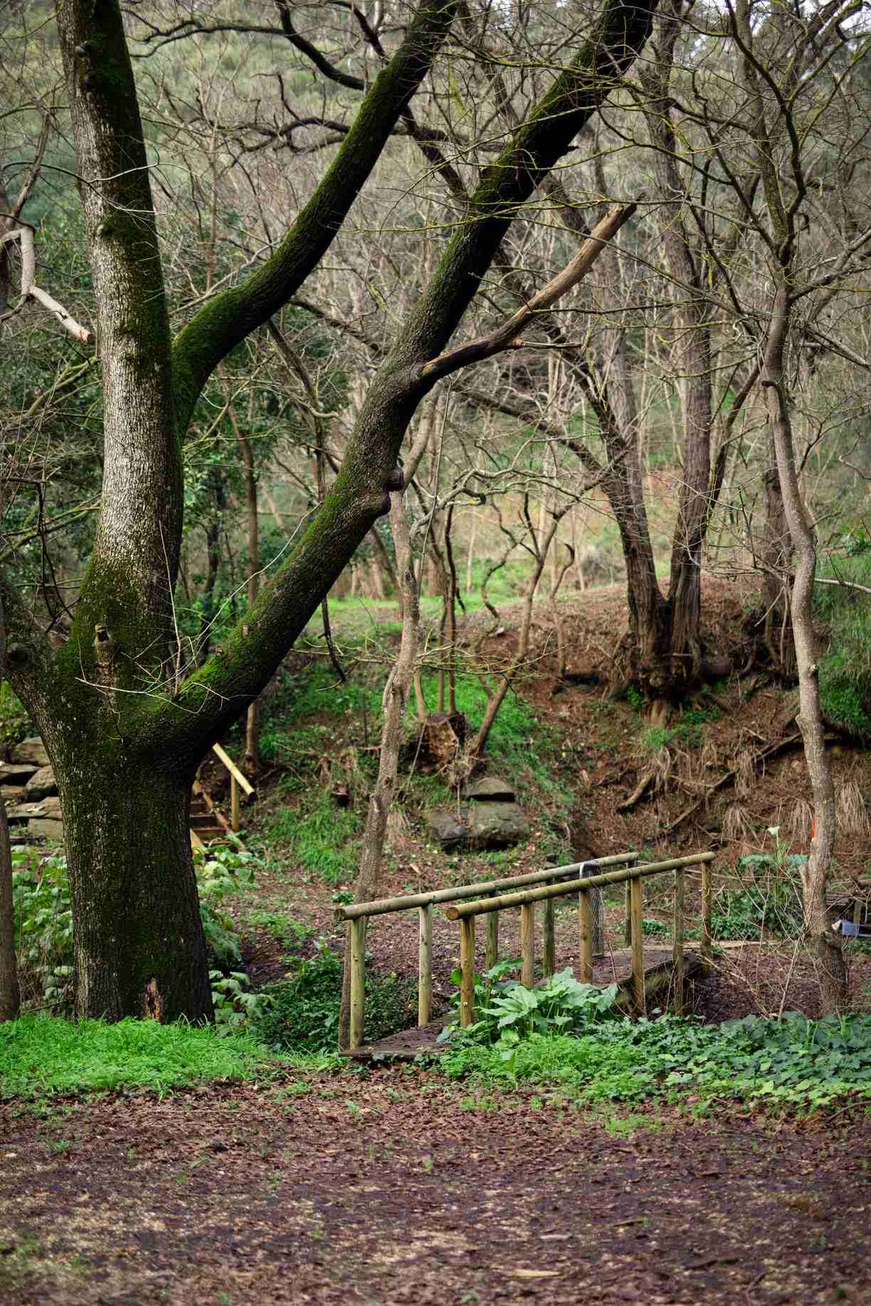 158 Waterfall Gully Road — photo 5 of 11