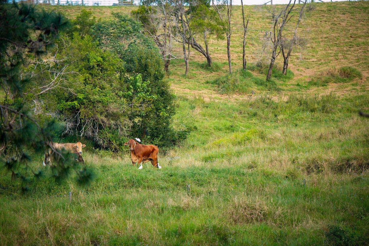Lake Macdonald QLD — photo 4 of 9