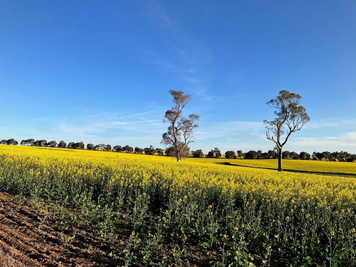 Kingsvale NSW — photo 14 of 16