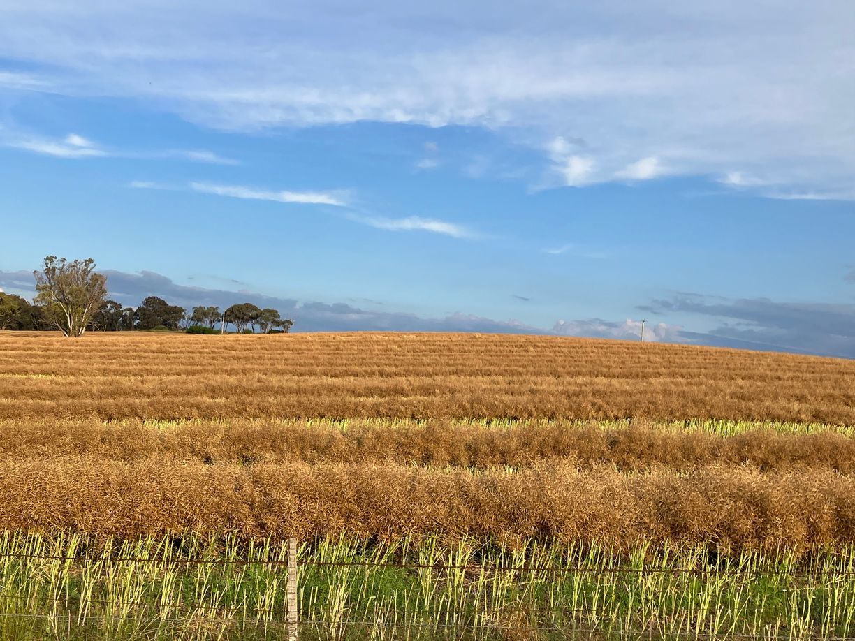 Kingsvale NSW — photo 15 of 16