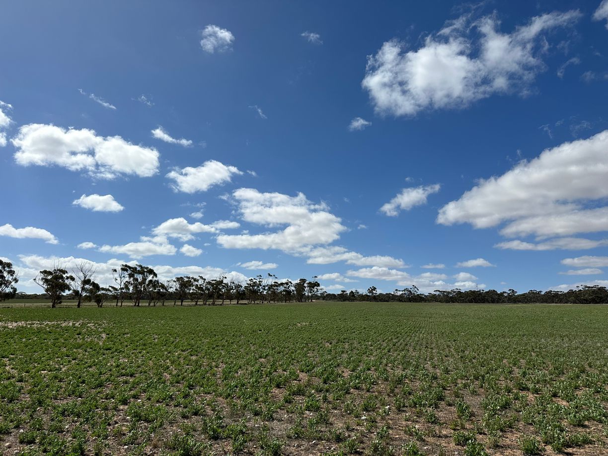 4910 Mallee Highway — photo 4 of 30