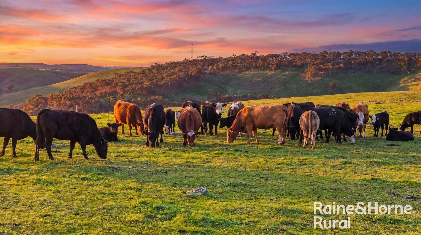 341 Wiles Firetrack — photo from Raine & Horne Hills & Fleurieu RLA 316138